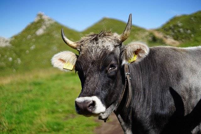 牛犊刚断奶要注意什么 牛犊断奶后的注意事项